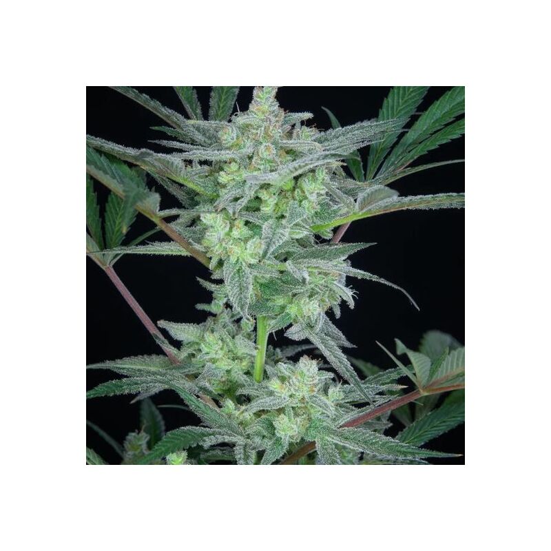 Strawberry Gorilla Auto, Фасовка: 3, изображение 10